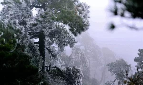 拯救小萌虎